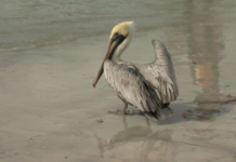 Seaside Seabird Sanctuary holds first bird release of 2022