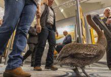 SEWE event schedule | South Eastern Wildlife Expo