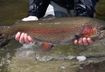 Pennsylvania’s trout stocking list now available | News