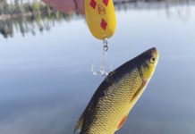 North Country Angling: The golden shiner | Fishing