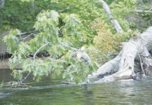 North Country Angling: Is it time to move fly-fishing only on the Saco River? | Fishing