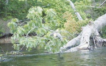 North Country Angling: Is it time to move fly-fishing only on the Saco River? | Fishing