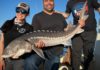 Sturgeon fishing getting good in West Delta region
