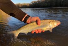How to Tie Flies for Shad Fishing