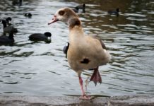 Abandoned fishing gear is hurting birds (and people) at Lake Balboa Park in Van Nuys, activists say – Daily News