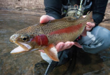 Winter Trout Fishing the South Fork of the Holston River