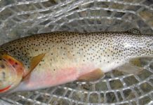 Wednesday Wake-Up Call 02.02.22 – Orvis News