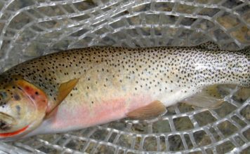Wednesday Wake-Up Call 02.02.22 – Orvis News