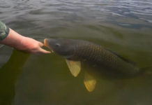 Video: How to Sight-Fish with Nymphs for Carp