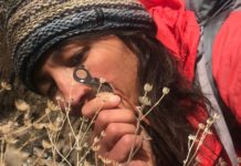 Rare daisy clings to existence near a California gold mine