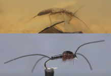 Video: How to Tie the Early Black Stonefly Nymph