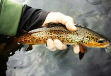 Classic Winter Pattern: Josh’s Reaper Midge