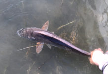 Pro Tips: How to Find Redfish in the Lowcountry