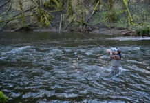 Video: How to Fish a New Steelhead Run