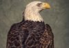 The Strange History of America’s Bald-Eagle Obsession