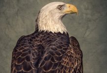 The Strange History of America’s Bald-Eagle Obsession