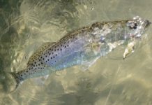 N.C. Angler Breaks 61-Year-Old Speckled Seatrout Fishing Record