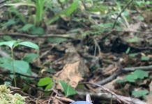 Two rare finds in Maine made it a memorable year