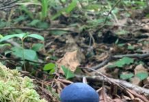 Outdoors in Maine: Colorful mushroom and large bird are two rare finds in Maine