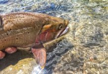 On the Fly: It’s bonus season for local anglers