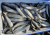 Fishing for herring is all about timing and tides – Campbell River Mirror