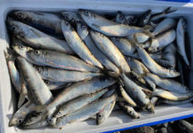 Fishing for herring is all about timing and tides – Campbell River Mirror