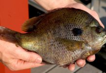 April marks the ideal month to fish for bream in Texas lakes