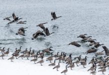 Not all birds fly south for winter