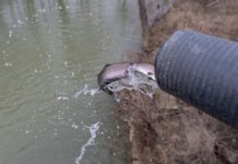 Increased trout stocking brings great fishing to Floyds Fork Creek | Community Sports