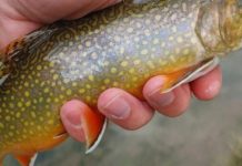 PFBC offering educational programs | Wildlife