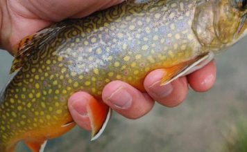 PFBC offering educational programs | Wildlife