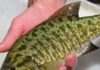 Invasive threat: Smallmouth bass caught near Yellowstone border | State & Regional
