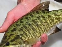 Invasive threat: Smallmouth bass caught near Yellowstone border | State & Regional