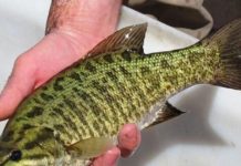Invasive threat: Smallmouth bass caught near Yellowstone border