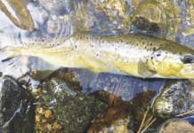 North Country Angling: Troutman and the old timer’s opening day | Fishing