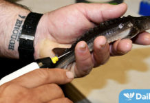 Fish and Game and Idaho Power Company Test Hatchery Snake River White Sturgeon to Ensure they can Reproduce in the Wild – Dailyfly.com Lewis-Clark Valley Community