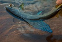 The marvel of grayling | Hatch Magazine