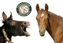 Horse Vs. Mule for Big-Game Hunting