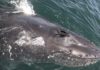 Whalefest Monterey Will Fête the Ocean Giants – NBC Los Angeles