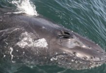 Whalefest Monterey Will Fête the Ocean Giants – NBC Los Angeles