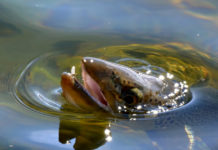 Top 3 Flies for Spring on the Green River