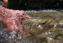 Pro Tips: 10 Ways to Get Your Nymphs to the Bottom