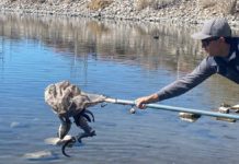 Can I fish in Northern Nevada and California? What you need to know