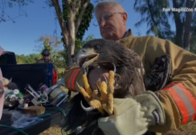 Florida firefighters rescue eaglet caught in fishing line