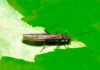 Natural Reflections: Early Brown Stonefly Adults