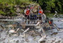 Case is first in Wisconsin for illegal sale of bighead, grass and silver carp