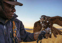 The Inspiring Ascent of Master Falconer Shawn Hayes