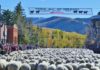 There’s lots to do during the Trailing of the Sheep Festival in Idaho