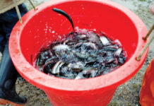 HHOA Fish Hatchery needs you