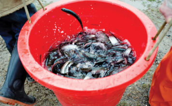 HHOA Fish Hatchery needs you